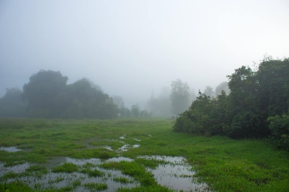 Wetlands on lot