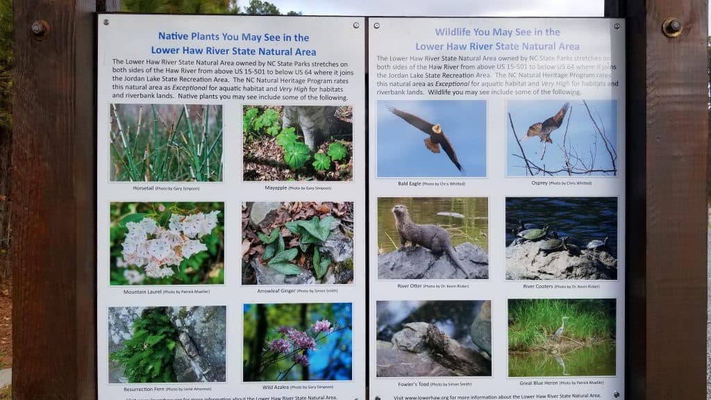Lower Haw River nature and wild life