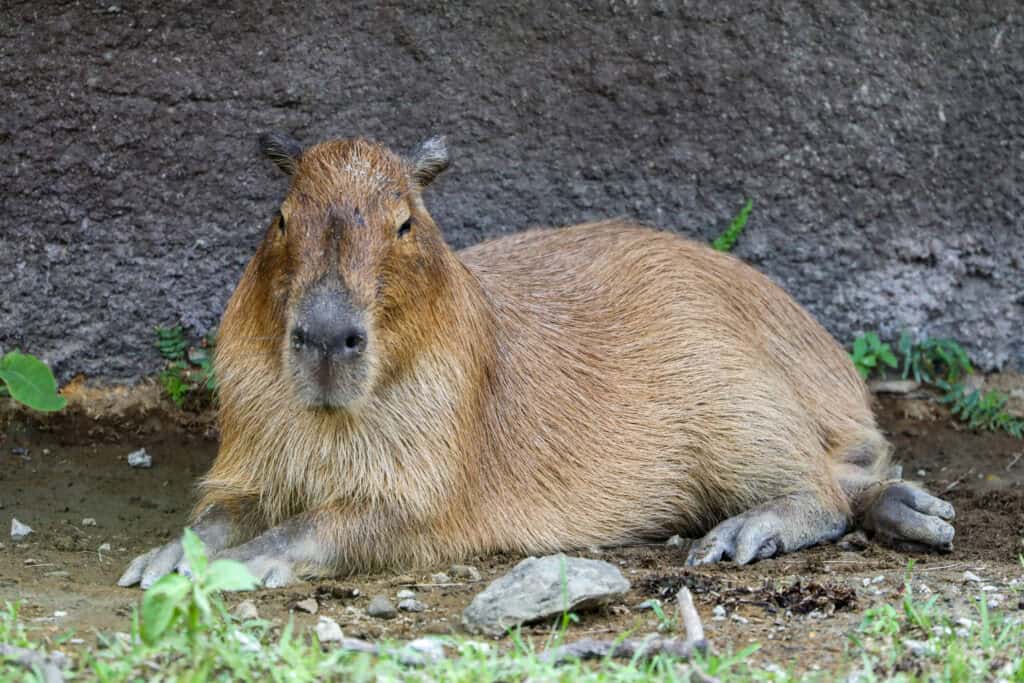 Capybara zoo
