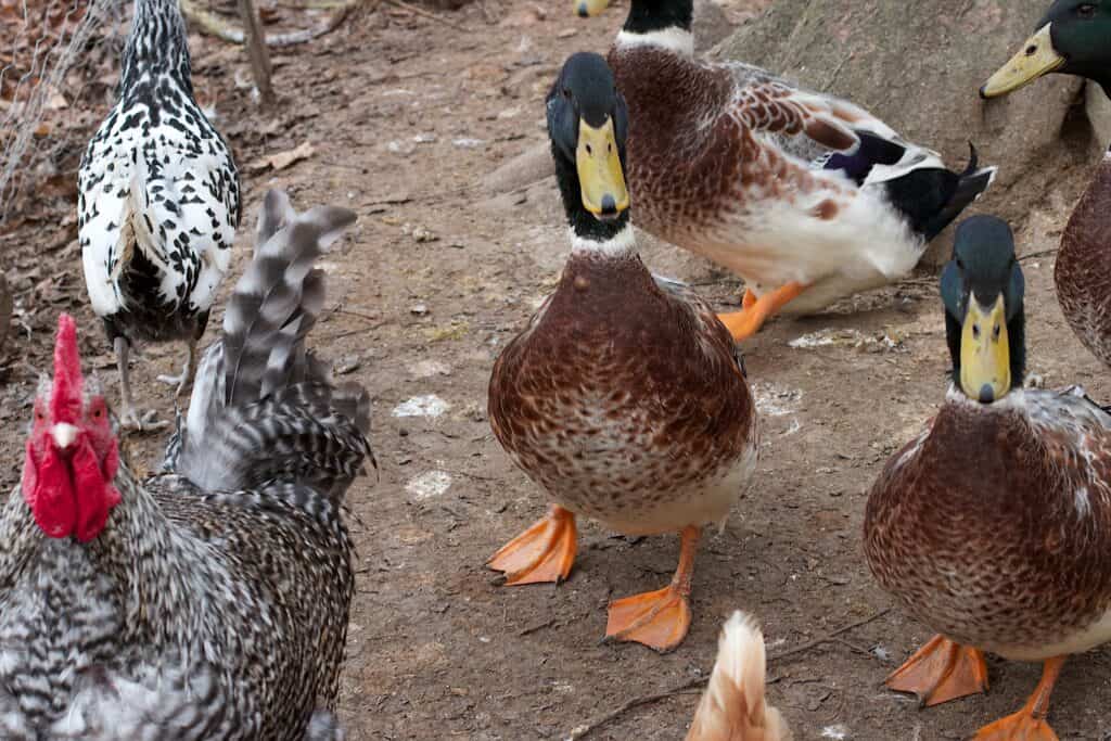 Ducks and chickens
