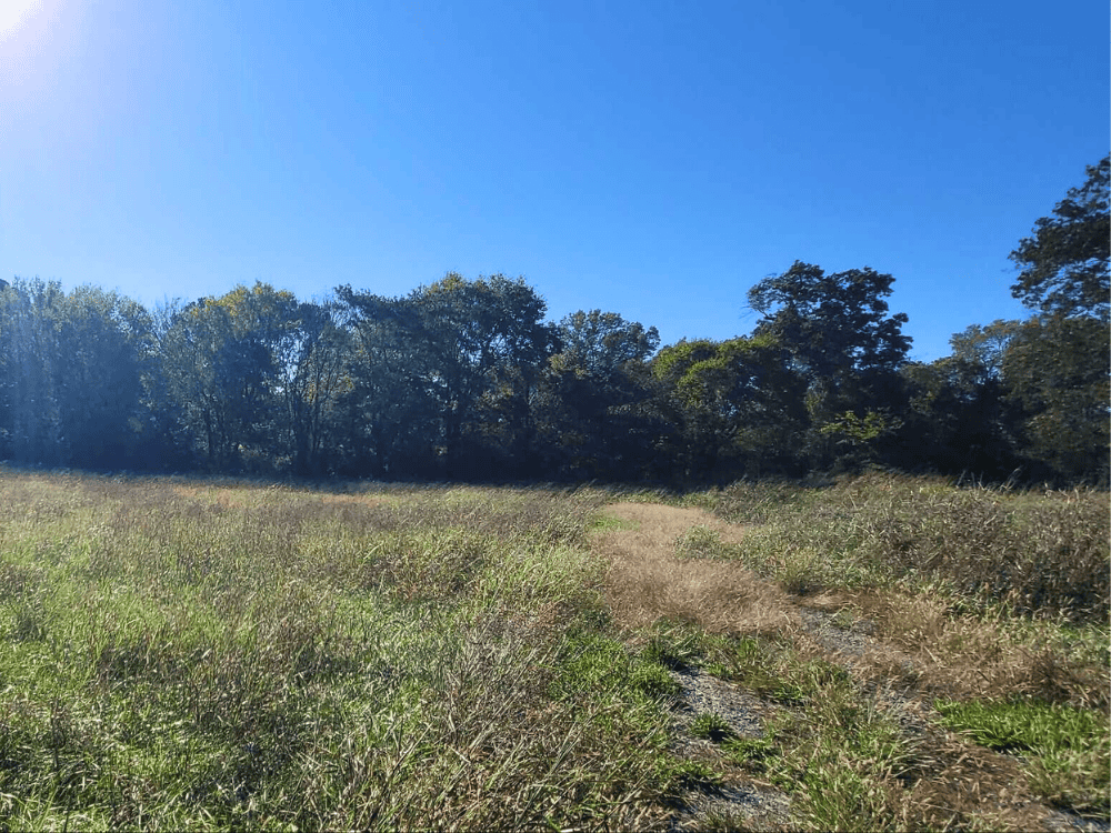 Lot land field cropped