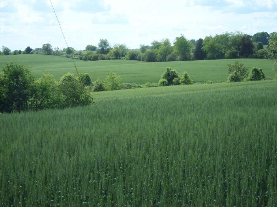 NC field in spring