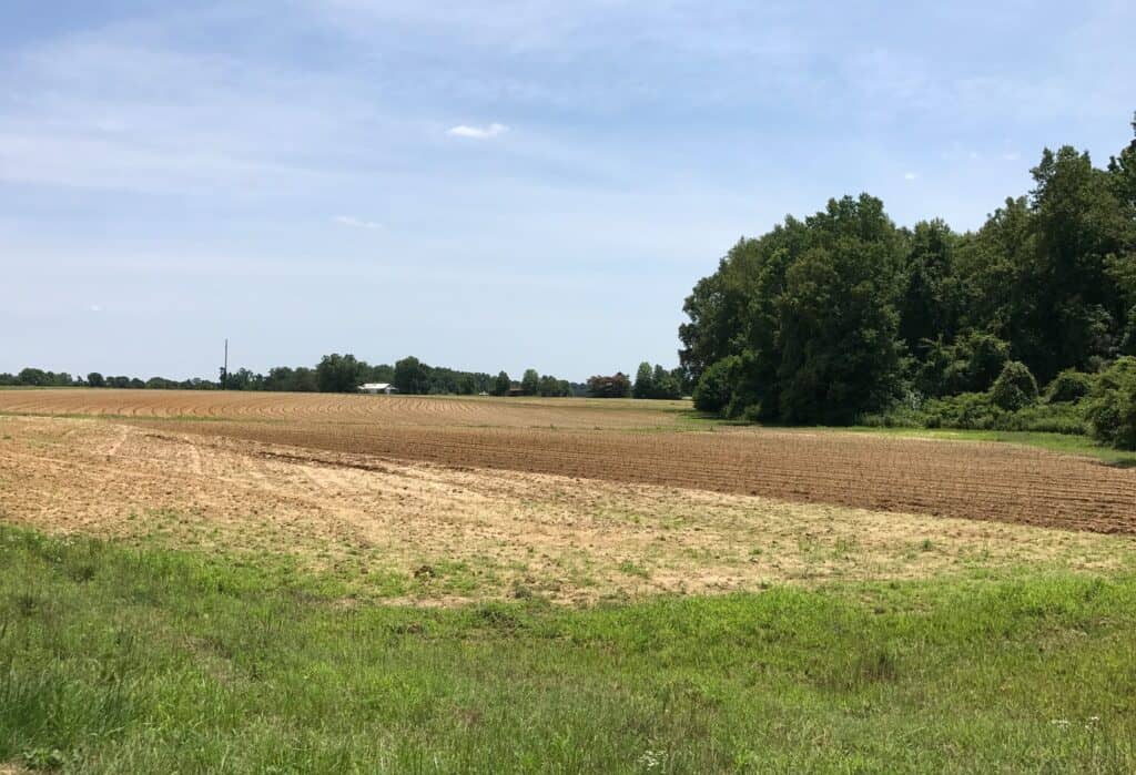 Sweetpotato field in Willow spring north Carolina